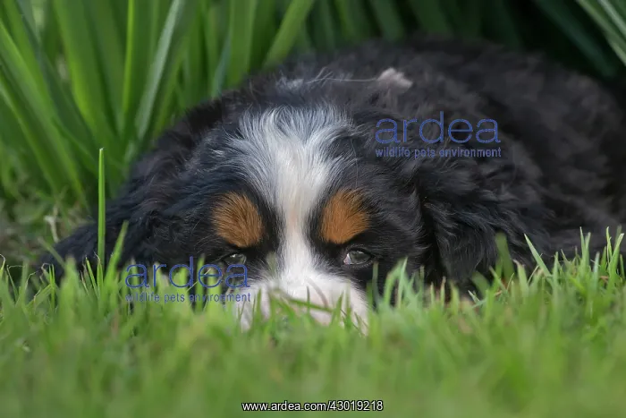  : Dog Bernese Mountain Dog