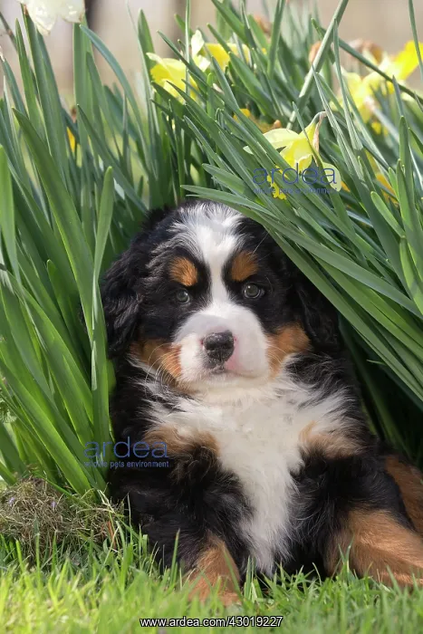  : Dog Bernese Mountain Dog