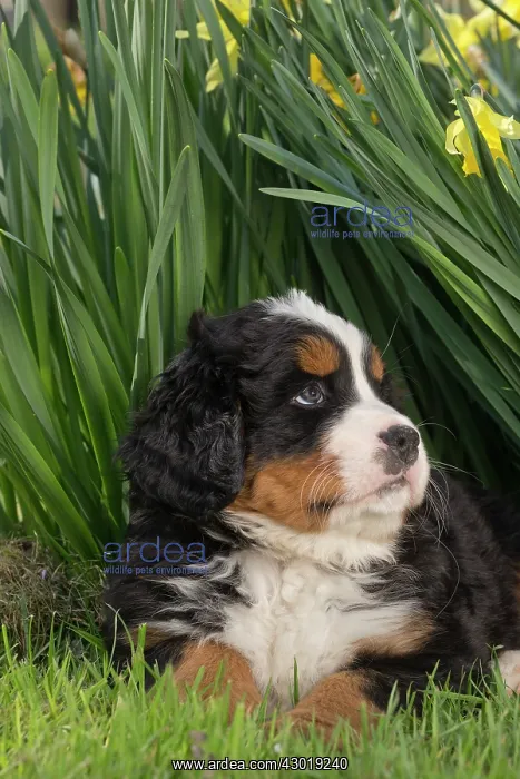  : Dog Bernese Mountain Dog