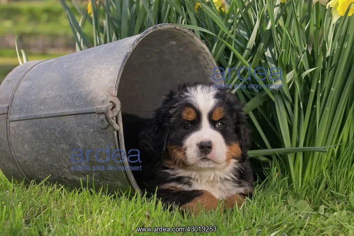  : Dog Bernese Mountain Dog