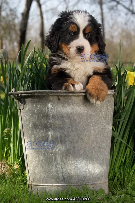  : Dog Bernese Mountain Dog