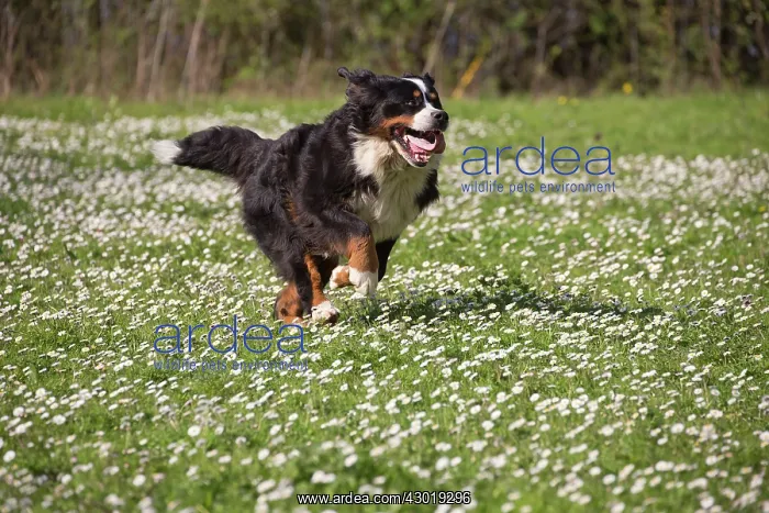  : Dog Bernese Mountain Dog