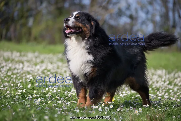  : Dog Bernese Mountain Dog