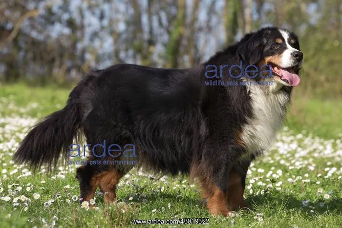  : Dog Bernese Mountain Dog