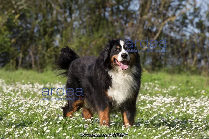  : Dog Bernese Mountain Dog