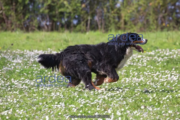  : Dog Bernese Mountain Dog