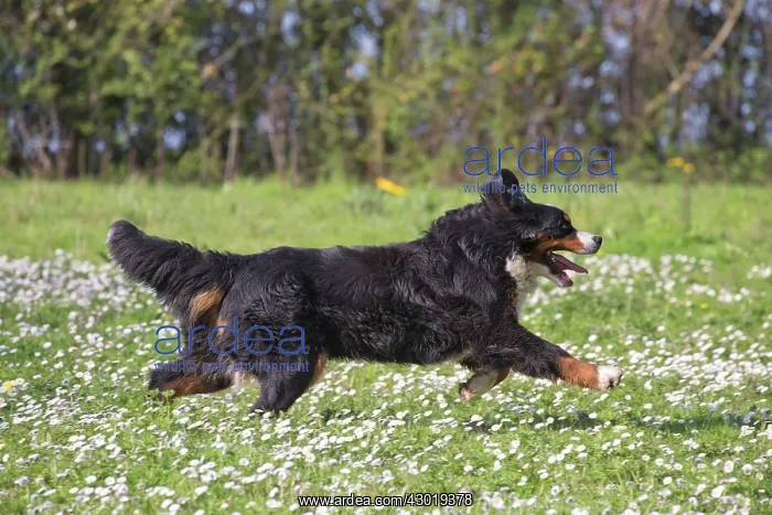  : Dog Bernese Mountain Dog
