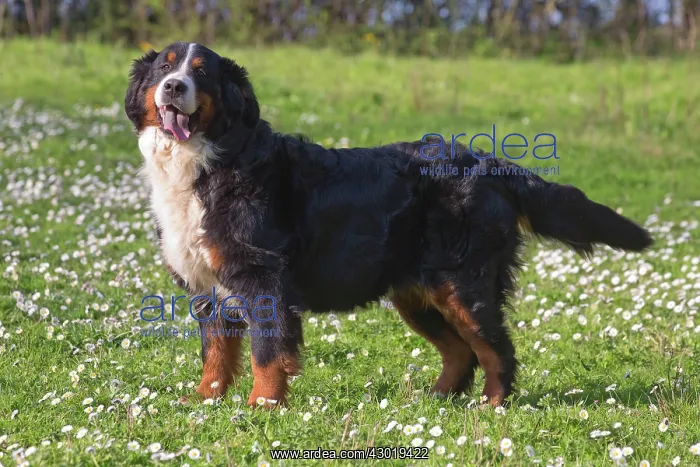  : Dog Bernese Mountain Dog