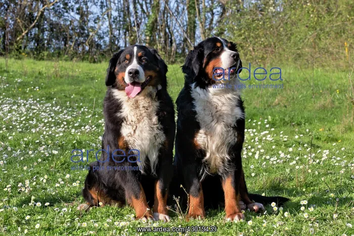  : Dog Bernese Mountain Dog