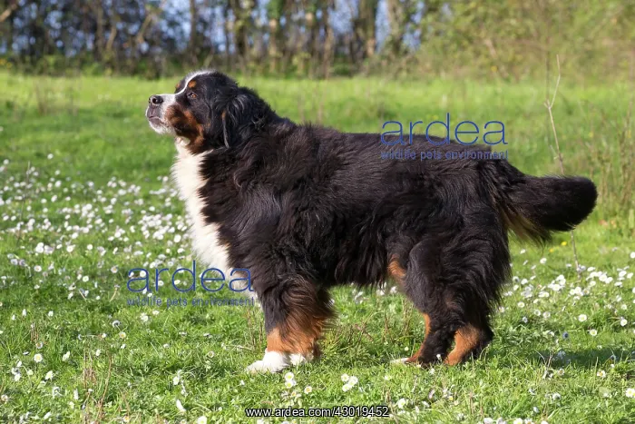  : Dog Bernese Mountain Dog