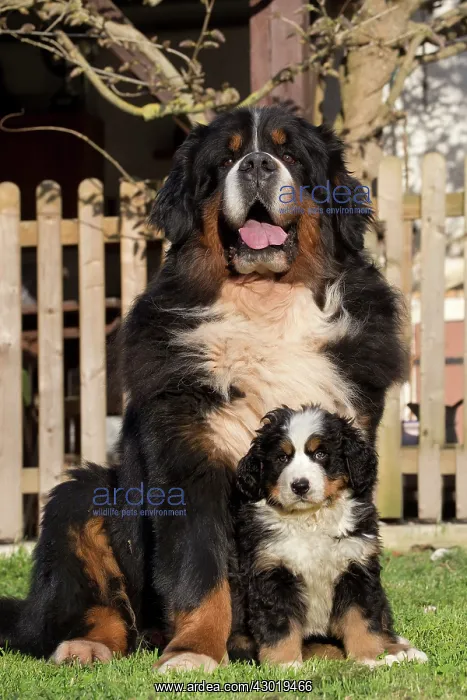  : Dog Bernese Mountain Dog