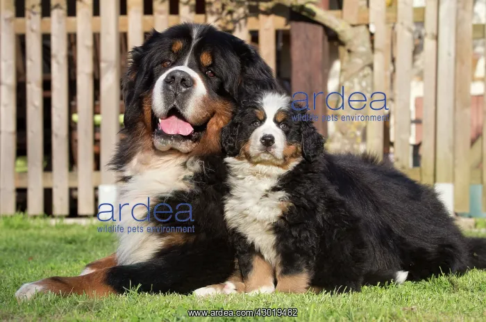  : Dog Bernese Mountain Dog