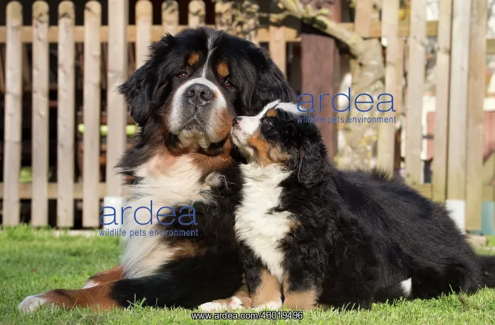  : Dog Bernese Mountain Dog
