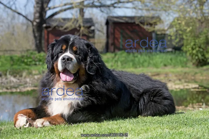  : Dog Bernese Mountain Dog
