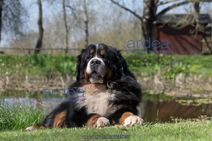  : Dog Bernese Mountain Dog