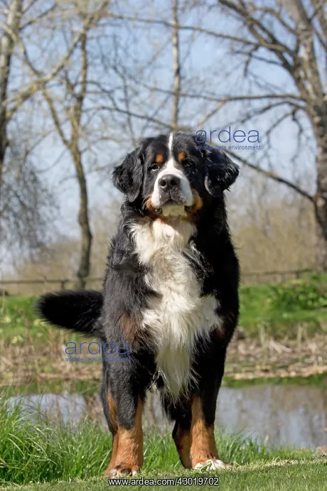  : Dog Bernese Mountain Dog