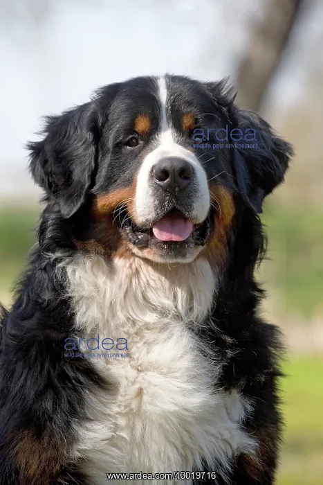  : Dog Bernese Mountain Dog