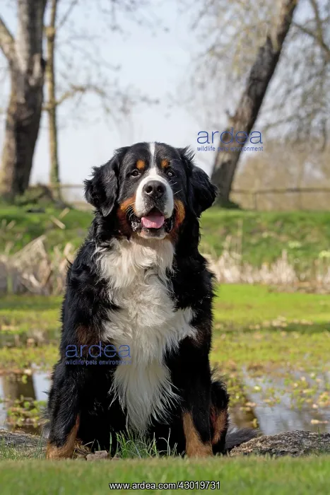  : Dog Bernese Mountain Dog