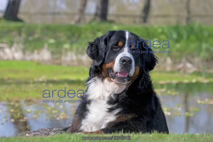 : Dog Bernese Mountain Dog