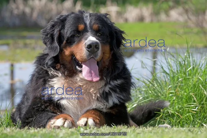  : Dog Bernese Mountain Dog