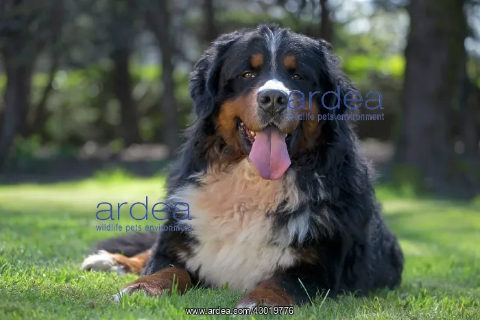  : Dog Bernese Mountain Dog