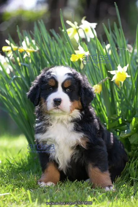  : Dog Bernese Mountain Dog
