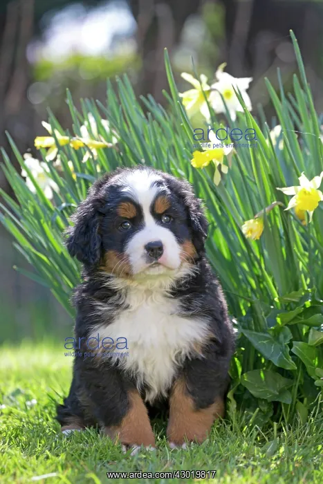  : Dog Bernese Mountain Dog