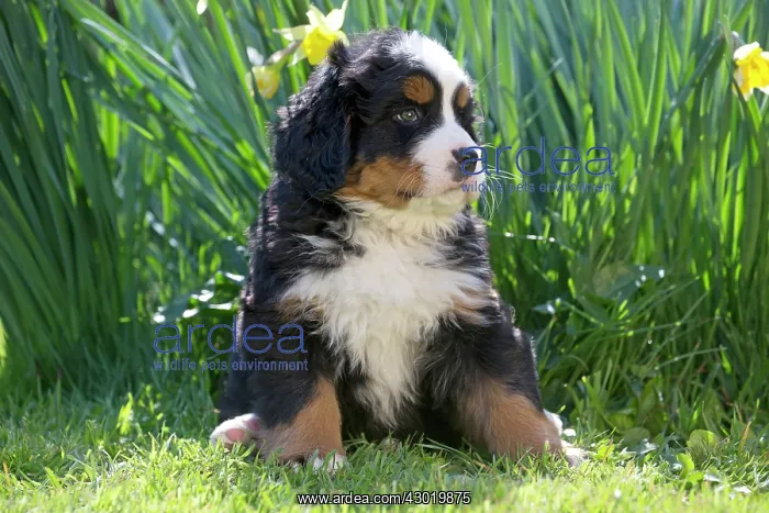  : Dog Bernese Mountain Dog