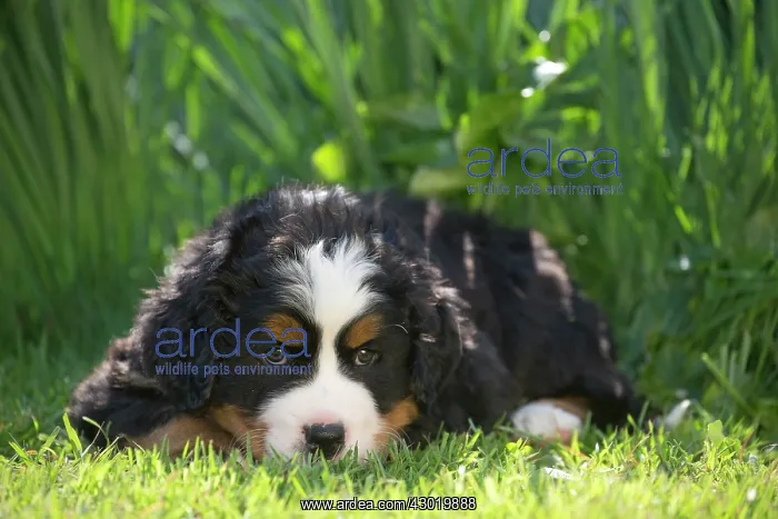  : Dog Bernese Mountain Dog