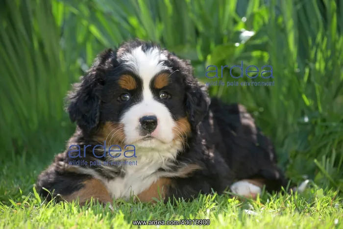  : Dog Bernese Mountain Dog