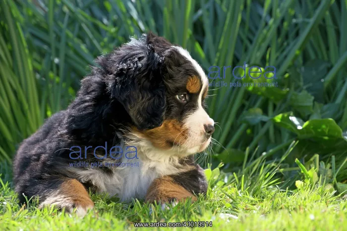  : Dog Bernese Mountain Dog