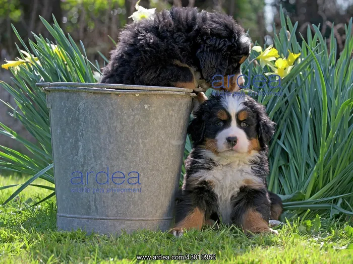  : Dog Bernese Mountain Dog