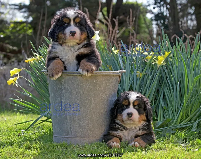  : Dog Bernese Mountain Dog
