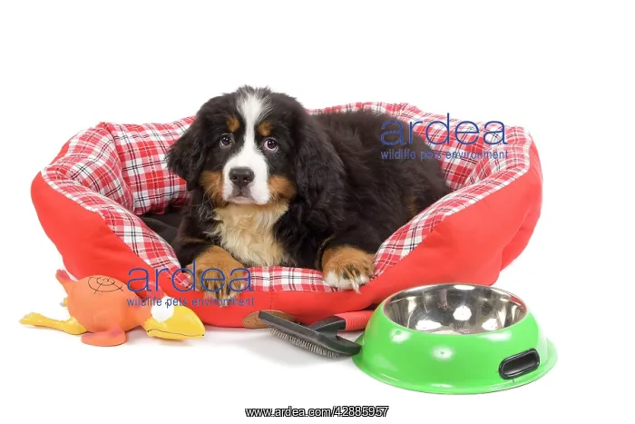 : Dog - Bernese Mountain Dog - in dog bed : Dog - Bernese Mountain Dog - in dog bed