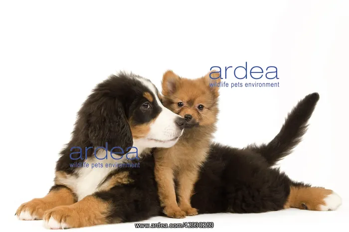 : Dog - Bernese Mountain Dog with Dwarf Spitz - puppies : Dog - Bernese Mountain Dog with Dwarf Spitz - puppies