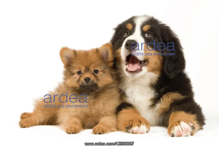 : Dog - Bernese Mountain Dog with Dwarf Spitz - puppies : Dog - Bernese Mountain Dog with Dwarf Spitz - puppies