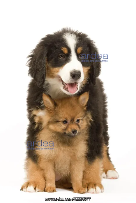 : Dog - Bernese Mountain Dog with Dwarf Spitz - puppies : Dog - Bernese Mountain Dog with Dwarf Spitz - puppies