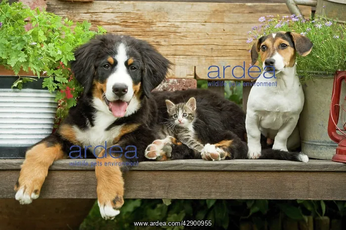 : Dog - Bernese Mountain Dog, Jack Russell Terrier : Dog - Bernese Mountain Dog, Jack Russell Terrier