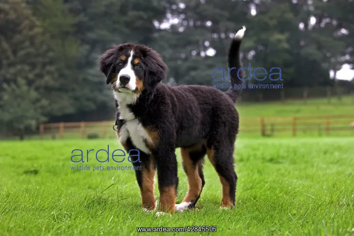  : Dog - Bernese Mountain Dog - puppy