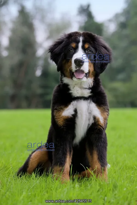  : Dog - Bernese Mountain Dog - puppy