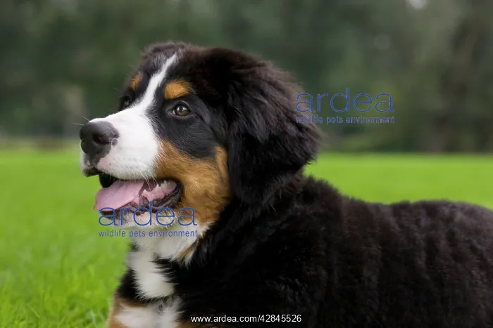  : Dog - Bernese Mountain Dog - puppy