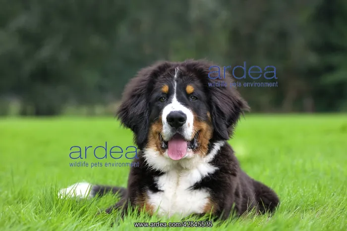  : Dog - Bernese Mountain Dog - puppy