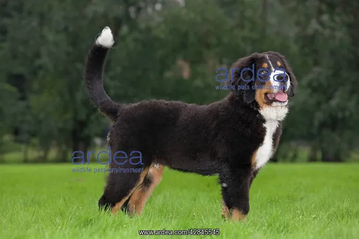  : Dog - Bernese Mountain Dog - puppy