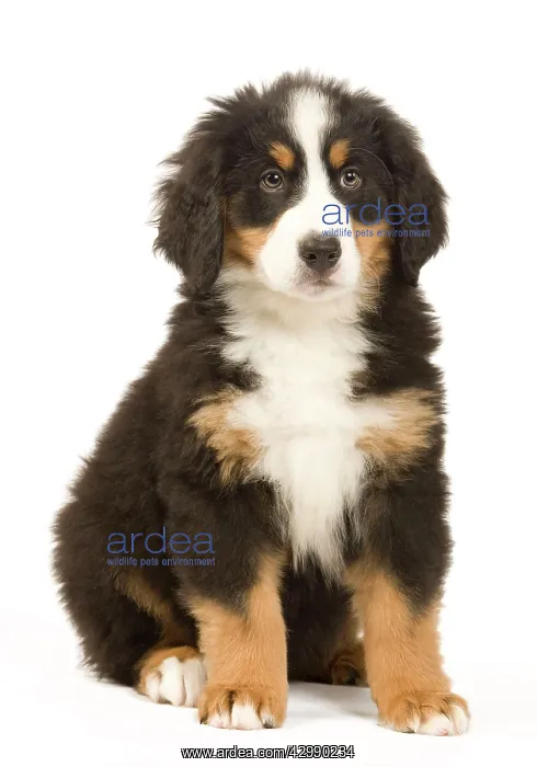  : Dog - Bernese Mountain Dog - puppy