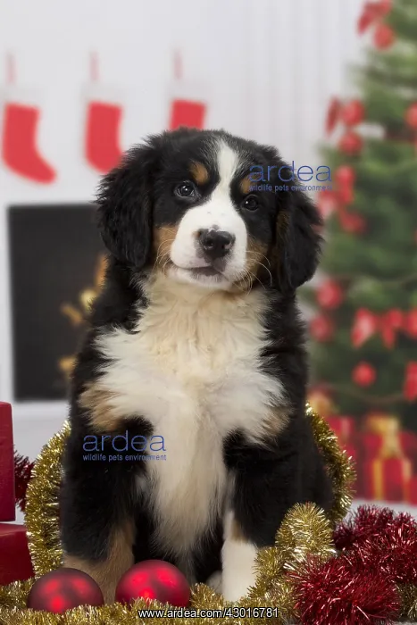  : Dog Bernese mountain dog puppy