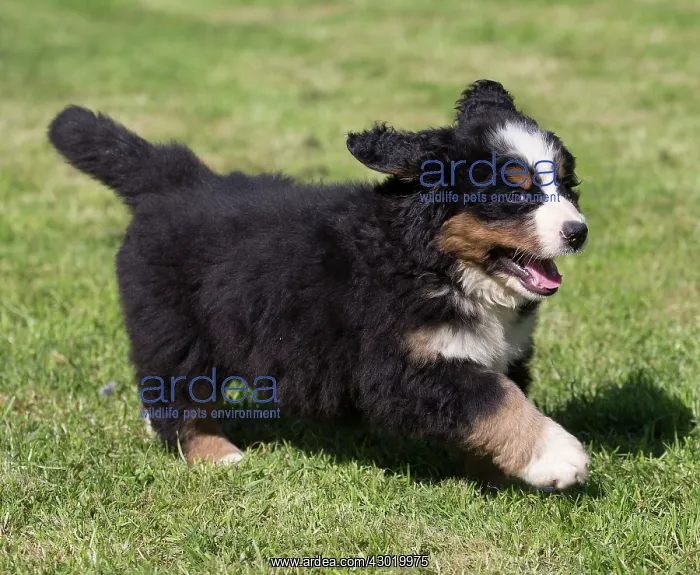  : Dog Bernese Mountain Dog puppy