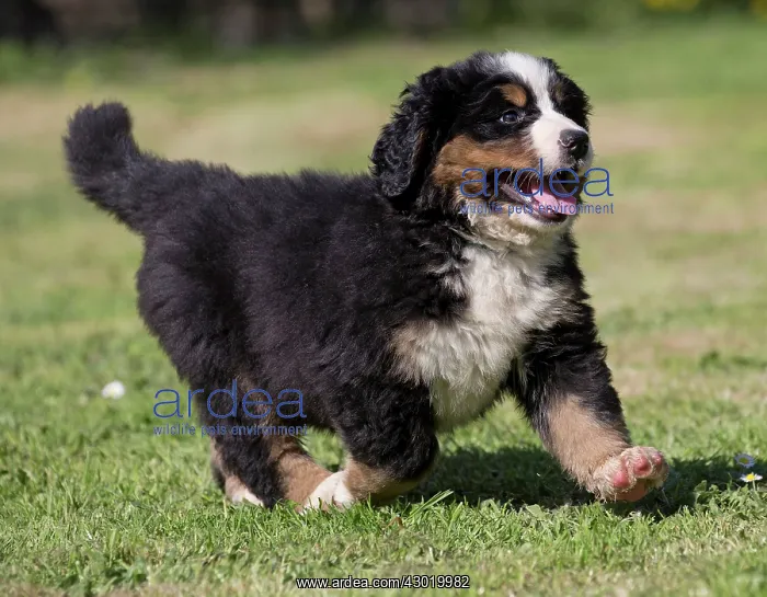  : Dog Bernese Mountain Dog puppy