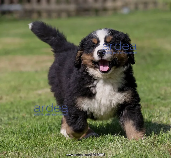  : Dog Bernese Mountain Dog puppy