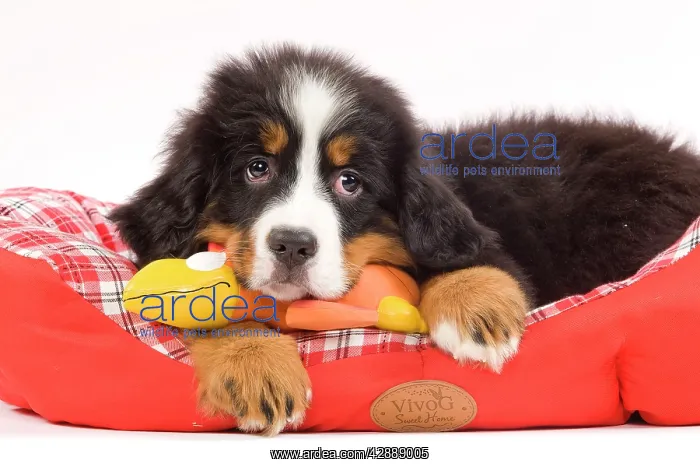 : Dog - Bernese Mountain Dog puppy with dog toy on : Dog - Bernese Mountain Dog puppy with dog toy on