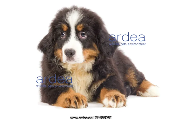 : Dog - Bernese Mountain Dog puppy in studio : Dog - Bernese Mountain Dog puppy in studio